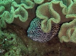 Coral and the Moray eel by David Johnson 